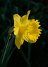 Daffodil 134_0086-88_f