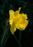 Daffodil