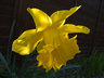 Daffodil G018_0713