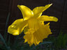 Daffodil