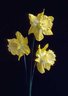 Dafodils 425_06