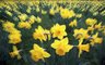 Daffodils 447_15