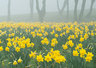 Daffodils