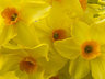 Daffodils