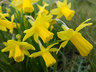 Daffodils G014_0602