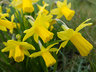 Daffodils