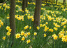 Daffodils