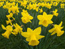 Daffodils