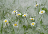 Daisies And Willow Seed