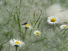 Daisies & Poplar Seed 053_0835