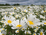 Ox-eye daisies