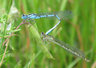 DamselFlies_C001_0681