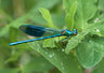 Damsel Fly 095_0265