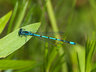 Damsel Fly