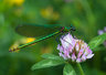 Damsel Fly