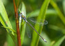 Damsel Fly