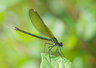 DamselFly