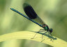 Damselfly 441_31