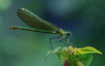 Damselfly 450_27