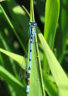 Damsel Fly C001_0604