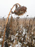 Dead Sunflowers G054_1477