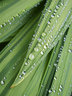 Dew G037_1060