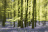Dockey Wood