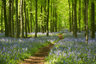 Dockey Wood