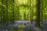 Dockey Wood