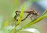 Dragonflies