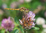 Dragonfly 098_0067