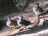 Ducks C002_1690