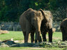 Elephants 032_0018