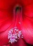 Epiphyllum 143_15