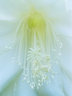 Epiphyllum 450_33