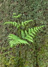 Fern