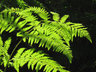 Fern C002_1547