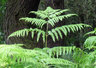 Fern C002_1573