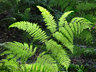 Ferns C002_1666