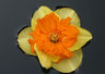 FloatingDaffodil C001_0362