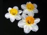 FloatingDaffodils C001_0391