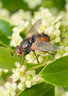 Fly 102_0146