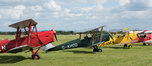 Tiger Moths