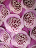 Foxgloves C001_1183