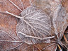 Frosty Leaves