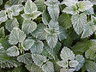 Frosty Nettles