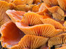 Fungi_G008_0394