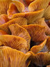 Fungi_G008_0398