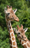 Giraffes