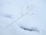 Grass in Snow